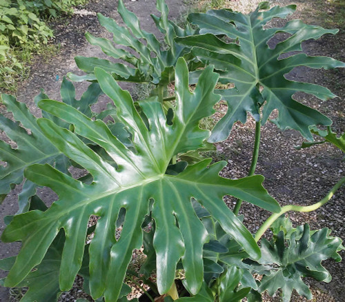 Philodendron selloum - Tree Philodendron Seeds Philodendron selloum - Tree Philodendron Seeds