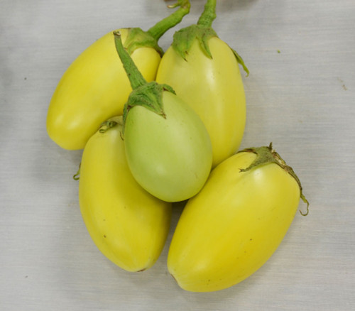 Green Apple Eggplant Seeds Green Apple Eggplant Seeds