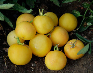 Garden Peach Tomato Seeds