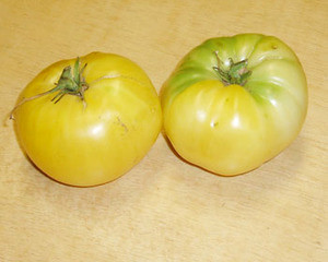 Great White Tomato Seeds