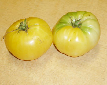 Great White Tomato Seeds