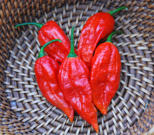 Bhut Jolokia Pepper, Ghost Pepper Seeds