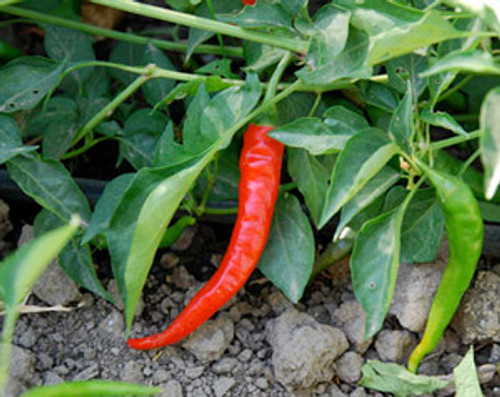 Cayenne Pepper Seeds Cayenne Pepper Seeds