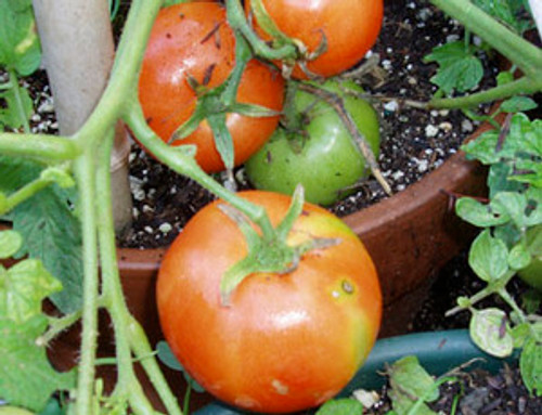 Manitoba Tomato Seeds