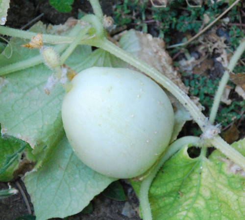 Crystal Apple Cucumber Seeds