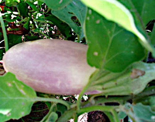 Bride Eggplant Seeds