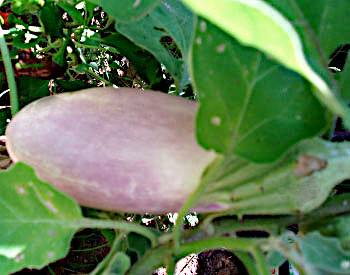 Bride Eggplant Seeds