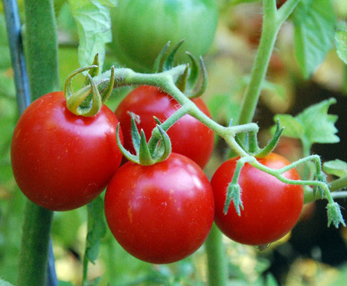 Sebastopol Tomato