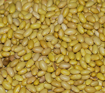 Canary Bean Seeds