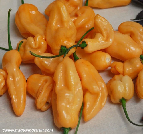 Habanero Pepper, Peach Seeds