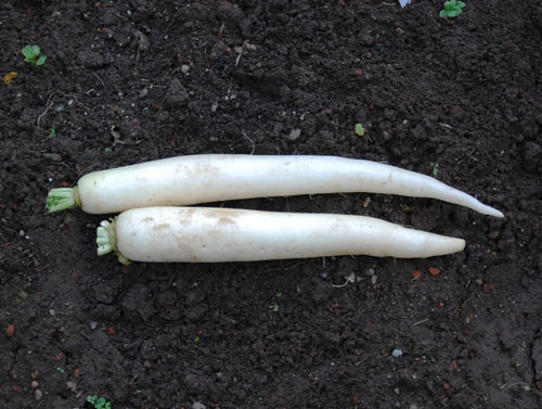 Japanese Minowase Daikon Radish Seeds Japanese Minowase Daikon Radish Seeds