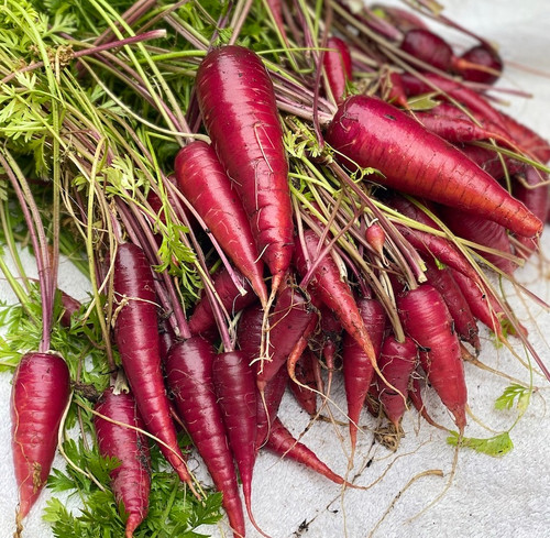 Dragon Carrot Seeds Dragon Carrot Seeds