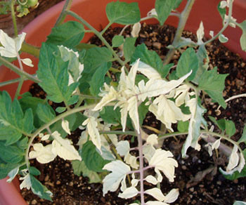 Variegated Tomato Seeds