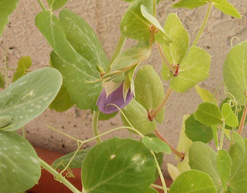 Golden Sweet Pea Seeds