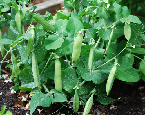 Tom Thumb Pea Seeds