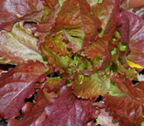 Red Velvet Lettuce Seeds Red Velvet Lettuce Seeds