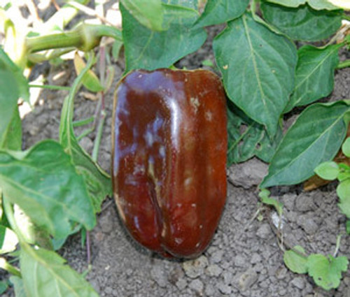 Sweet Chocolate Pepper Seeds
