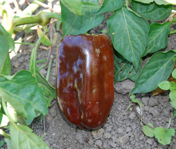 Sweet Chocolate Pepper Seeds