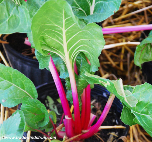 Flamingo Pink Swiss Chard Seeds