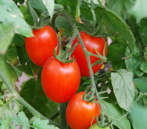 Amish Paste Tomato Seeds