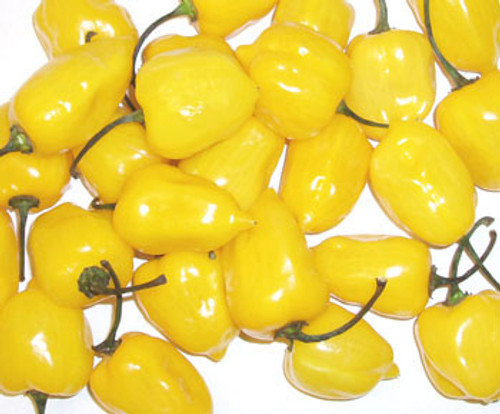 Caribbean Yellow Habanero Seeds Caribbean Yellow Habanero Seeds