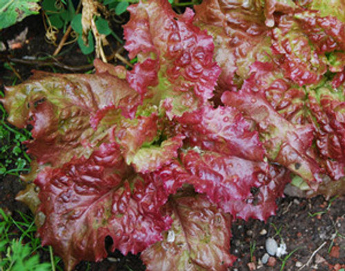 Flame Lettuce Seeds Flame Lettuce Seeds