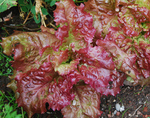 Flame Lettuce Seeds