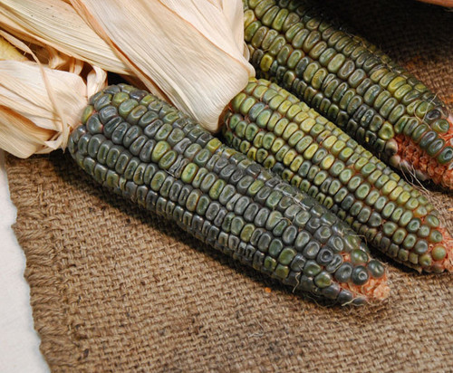 Oaxacan Green Dent Corn Seeds