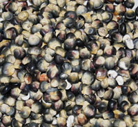 Hopi Blue Corn Seeds
