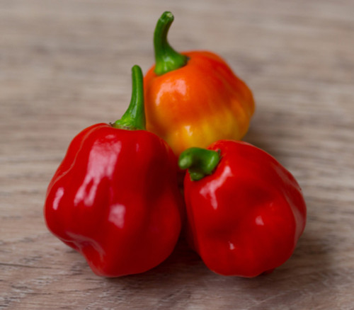 Scotch Bonnet Jamaican Red Seeds