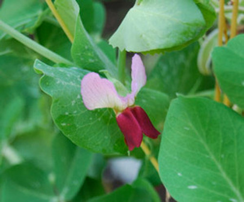 Dwarf Gray Sugar Pea Seeds Dwarf Gray Sugar Pea Seeds