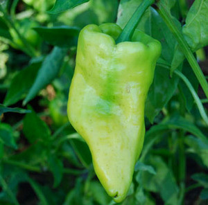 Cubanelle Pepper Seeds