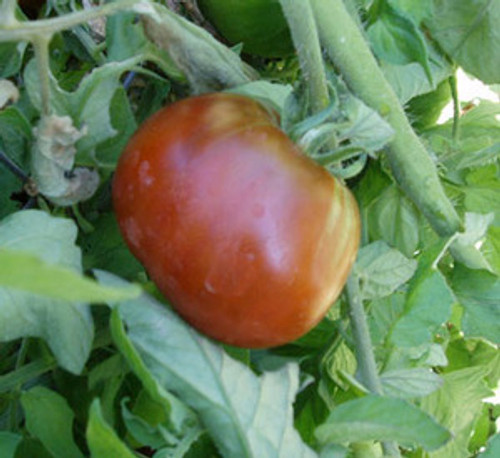 Nyagous Tomato