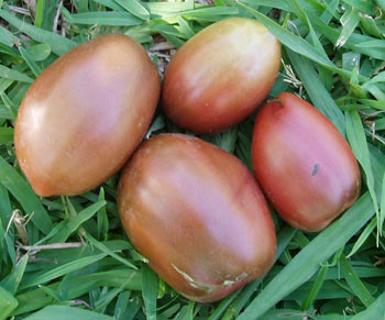 Ukrainian Purple Tomato Seeds