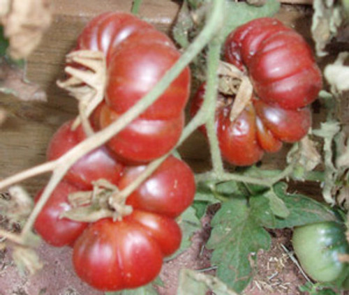 Purple Calabash Tomato Seeds Purple Calabash Tomato Seeds