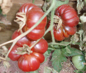 Purple Calabash Tomato Seeds
