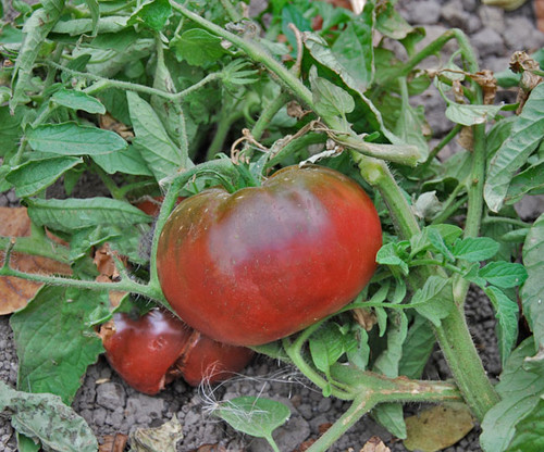 Black From Tula Tomato Seeds