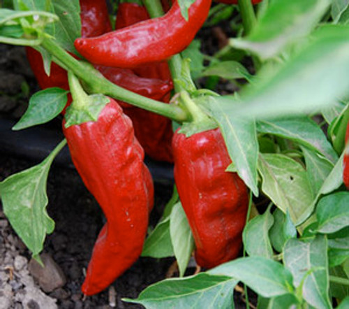 Santa Fe Grande Pepper Seeds