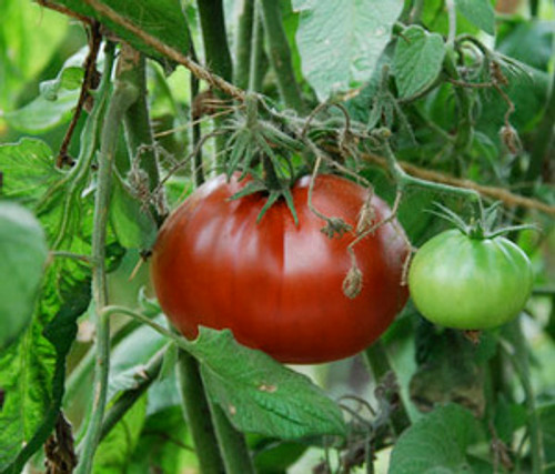 Black Truffle Tomato Seeds