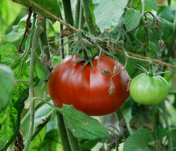 Black Truffle Tomato Seeds