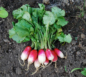 French Breakfast Radish Seeds