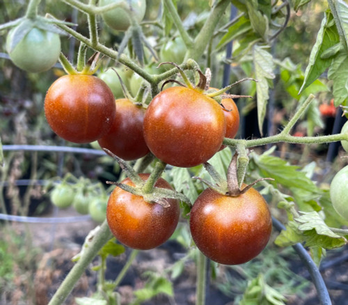 Negro Azteca Tomato Seeds