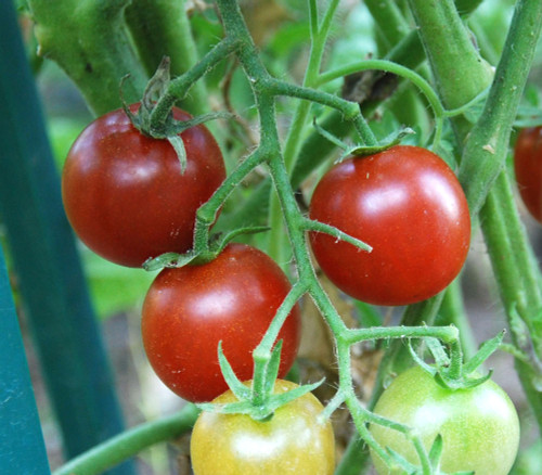 Brown Berry Tomato Seeds