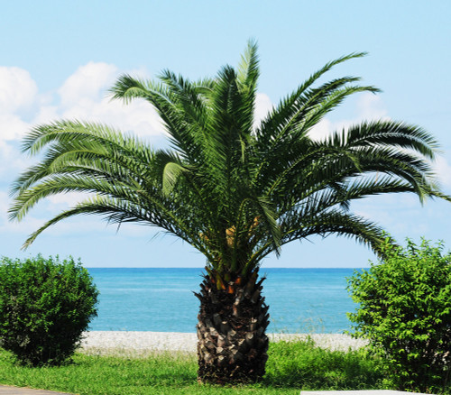Phoenix roebelenii - Pygmy Date Palm Seeds