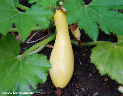 Early Prolific Straightneck Squash Seeds