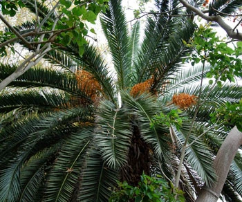 Phoenix canariensis - Canary Island Date Palm Seeds