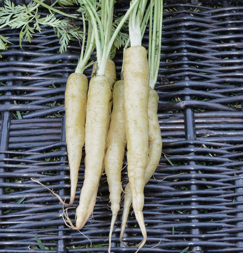 Lunar White Carrot Seeds Lunar White Carrot Seeds