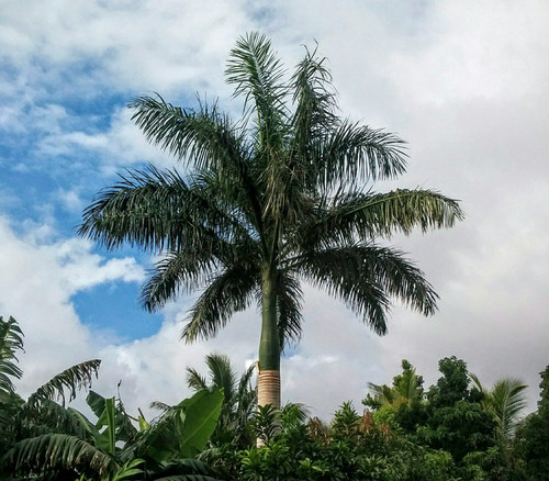 Roystonia regia - Royal Palm Seeds