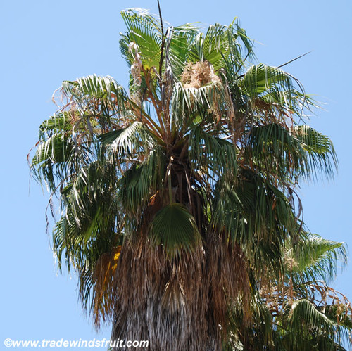 Washingtonia robusta - Mexican Fan Palm Seeds