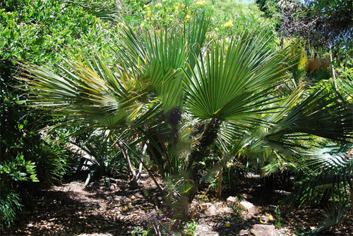 Sabal bermudana - Bermuda Palmetto Seeds